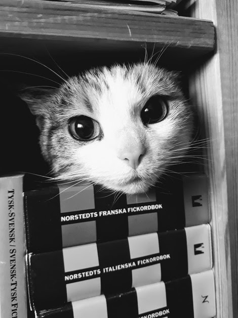 Kattansikte som tittar fram ovanför en hög ordböcker i en bokhylla
